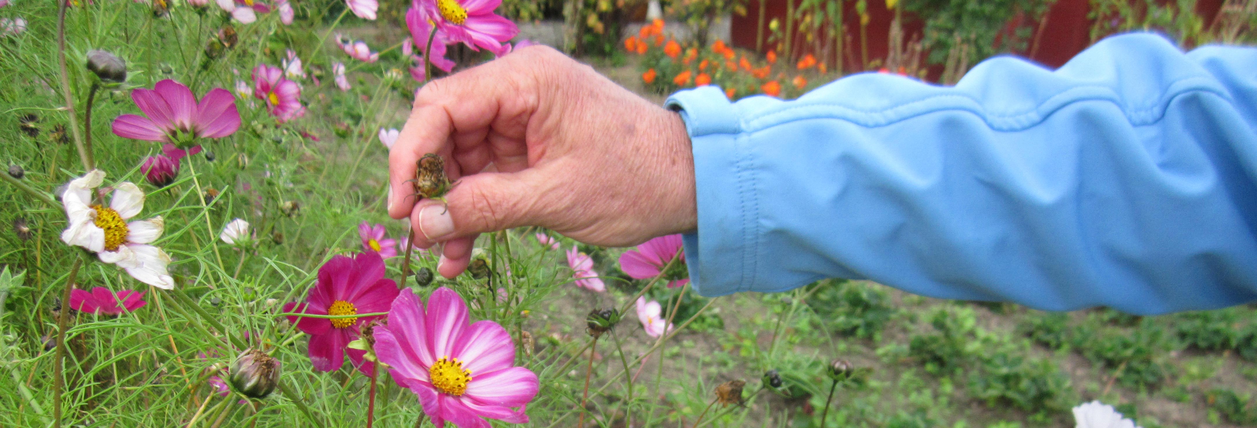 Hånd plukker lyserøde blomster